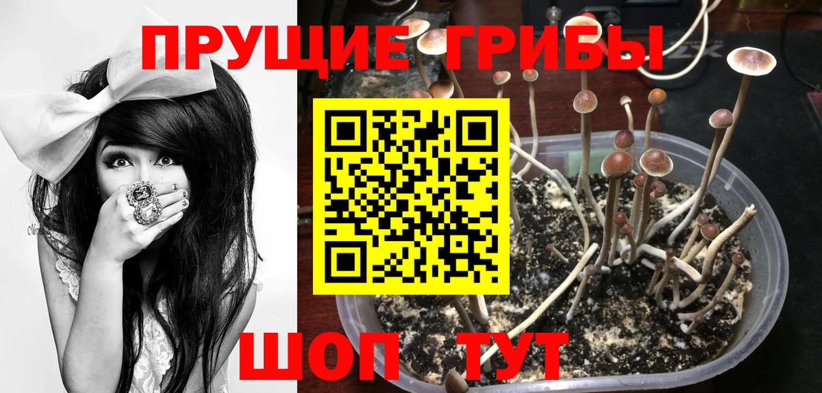 Камень-на-Оби  Галлюциногенные грибы мицелий  Псилоцибиновые грибы ЛСД  сколько стоит  Вход с VPN 