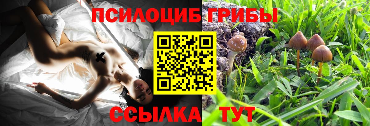 Галлюциногенные грибы Psilocybine cubensis Камень-на-Оби